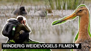 Vlog #329: Zeldzame POELRUITER en prachtige weidevogels | Sony A7 IV