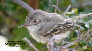 Видео Nikon D3100 vs Nikon D80 (автор: Júlio César)