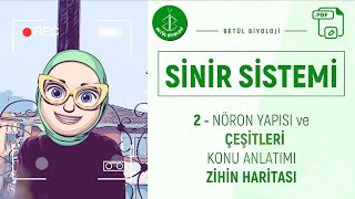 Sinir Sistemi Nöron Yapısı Ve Çeşitleri Ayt Biyoloji 11. Sınıf Biyoloji