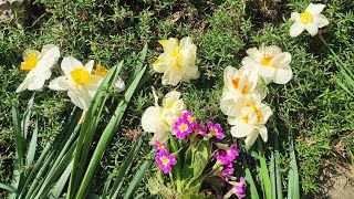 Нові квіточки на мої клумби. Таких нарцисів ще не мала. А ще нова примула🌺 #daffodils #primerose