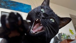 Have You Ever Kept A Panther At Home ?