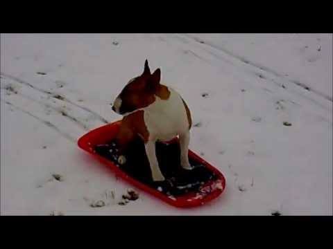 Bosco The English Bull Terrier Enjoying The Snow