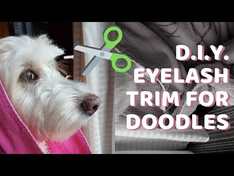 How to Trim Your Dog&rsquo;s Eyelashes - Goldendoodle, Labradoodle, Bernedoodle, Aussiedoodle Grooming
