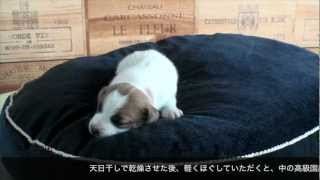 [大人ゴコロ] 子犬用国産高級ベッド