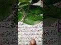 Quran recitation #alquran #qurantranslation