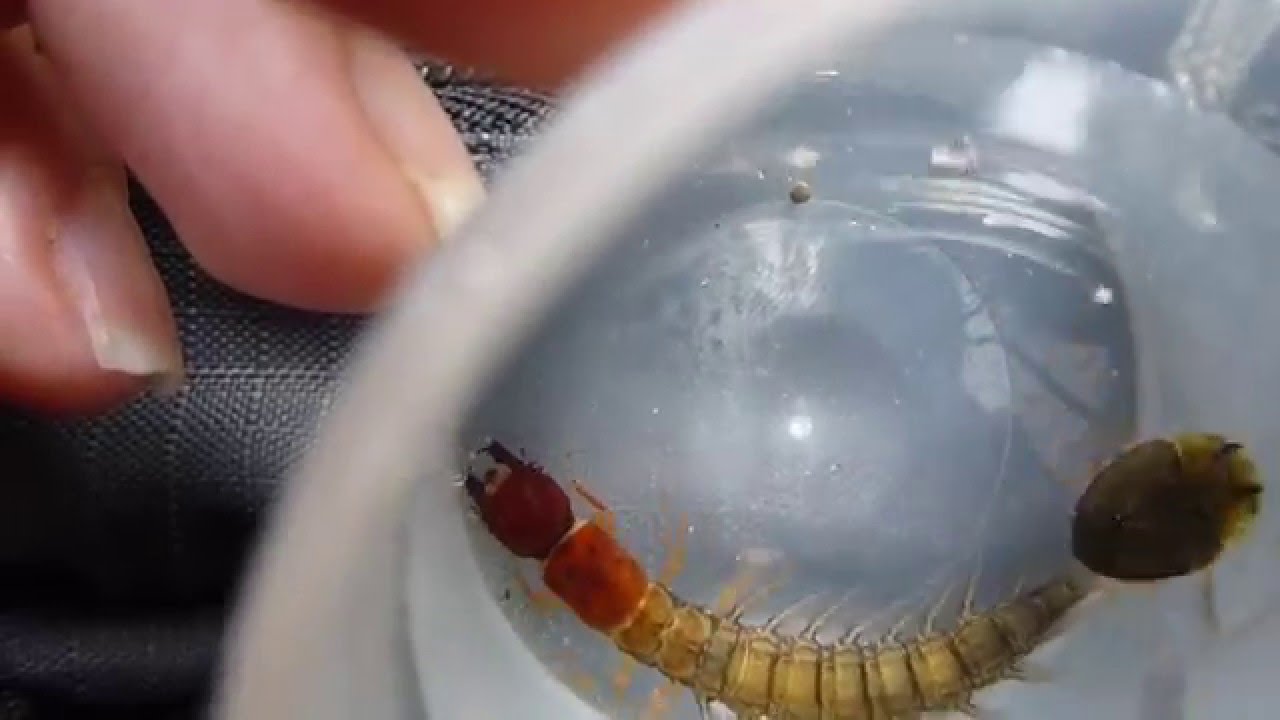 Megaloptera en La MArta