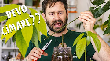 Quando Cimare un avocado?
