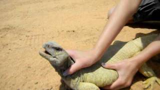 Erica captures a giant  Uromastyx lizard in Saudi Arabia