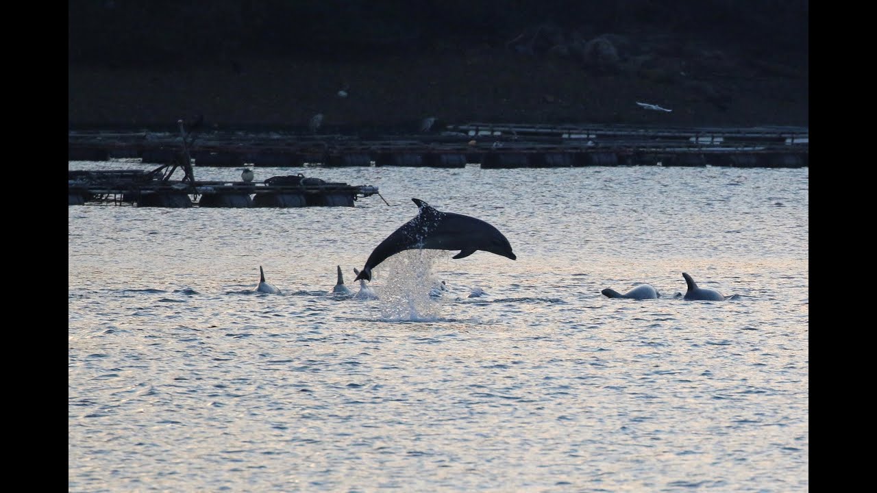 珍しい」イルカの群れ 長崎の戸石・牧島 - 長崎新聞 2024/02/11 [15:18