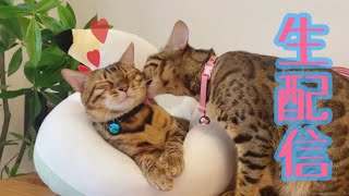 【ランチ生配信9/30】9月最後の日は猫でも見て来月も頑張りませんか？生配信