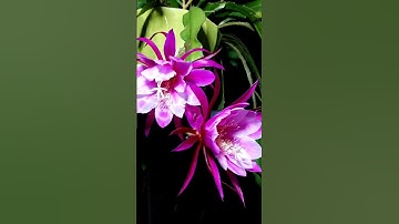 Thumbnail of Flor De' Luna, by Santana         #santana