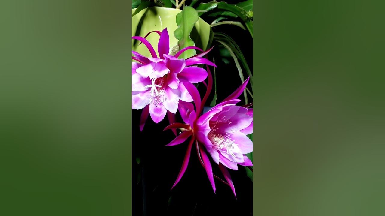 Flor De' Luna, by Santana         #santana