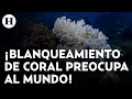 Científicos advierten acelerado blanqueamiento de corales en el mundo: &quot;es una crisis a gran escala&quot;