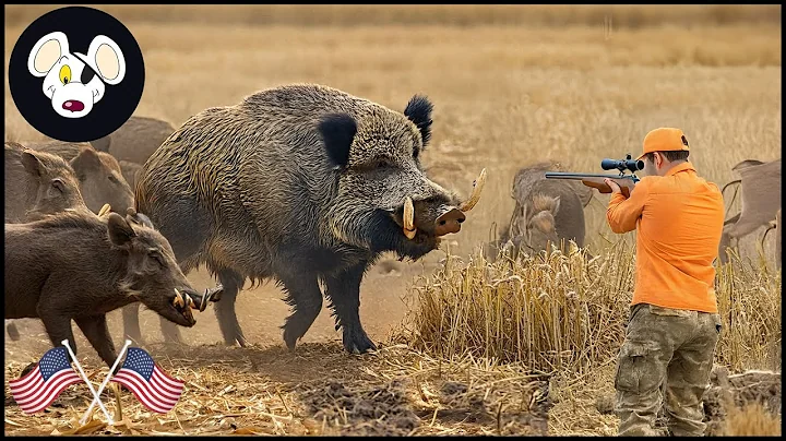 How Texas Farmers Deal With Millions Of Giant Wild Boar Invading Corn Fields