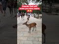 Don’t miss the end || Sounds that will make you miss Japan 😂😂