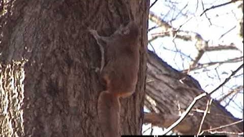 Flying Squirrel - CTnaturalist Online