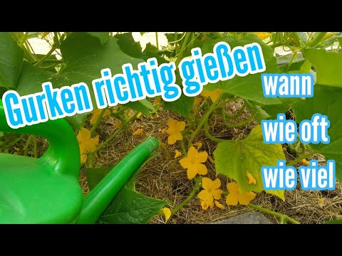 Video: Gurken Im Gewächshaus: Füttern Und Gießen, Lichtmodus