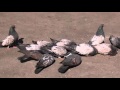 Кировоградские  голуби (Сиренивые)
