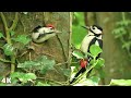 Great Spotted Woodpecker Chicks Chirping and Feeding in ⭐ 4K ⭐