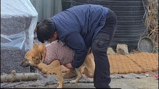 구조물 틈사이 굶주린 개를 배불리 먹이고 옷 입혀주자 보인 돌발행동