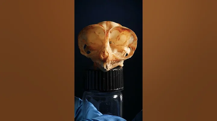 Big-eyed tarsier: the tiny monkey marvel! #animals #science