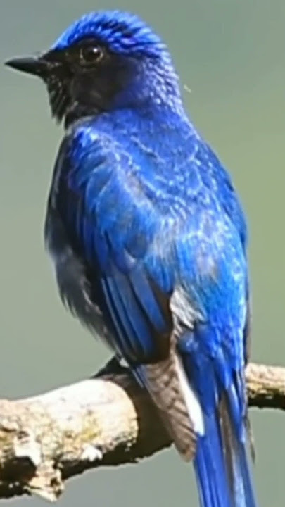 burung Niltava kumbang padi dialam liar gacor