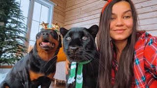 Happy New Year! 🎄🎉🎁 We give gifts to all animals😸(ENG SUB)