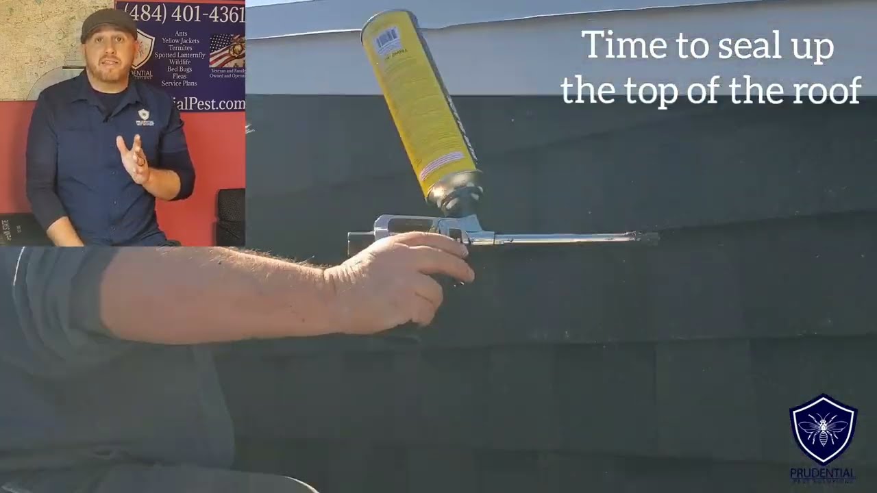 Bat removal and prevention in Reading PA