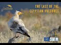 Documentary the last of the egyptian vultures