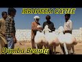 Dumby in IBRAHEEM CATTLE FARM || Season 2025 #apnashook