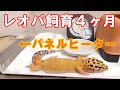 ヒョウモントカゲモドキ飼育4ヶ月経過【パネルヒーターの電気代】