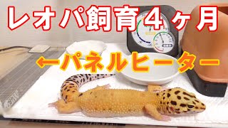 ヒョウモントカゲモドキ飼育4ヶ月経過【パネルヒーターの電気代】