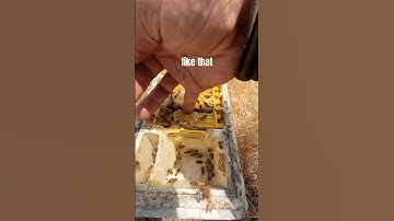 Placing queen cells. #shorts