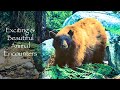 My Favorite Backpacking Animal Encounters