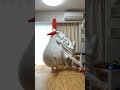[ラヴィ] ちょうどいい音がすると思ったら母でした #viral #goneviral #chickenmom #きぐるみ母さん