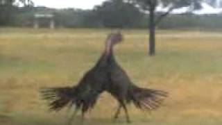 When Turkeys Go Wild