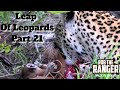Leap Of Leopards: Mother And Cubs (21): Feeding On A Newborn Impala