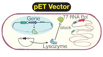 Protein Expression Vectors (pET vector) - Induction of Protein Expression (IPTG + T7 Pol) [Part 4]