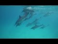 Dauphin - Marineland - Sea Shepherd - Delphinarium - Mare nostrum