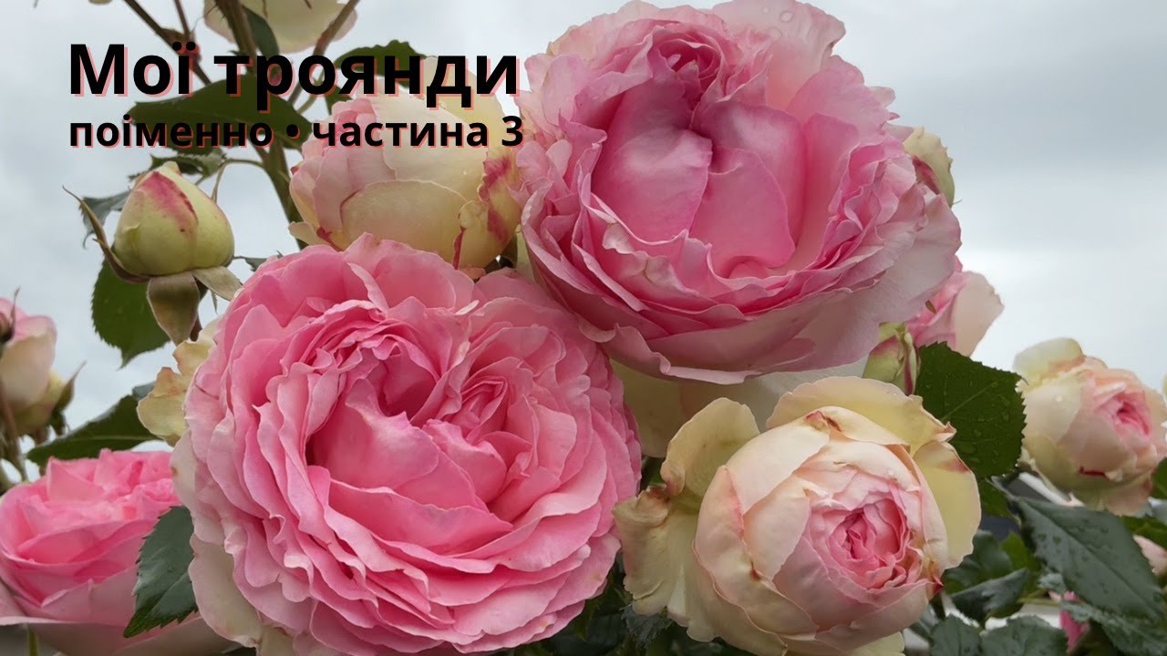 Мої троянди поіменно. Частина 3  🎩 “Трояндові джентльмени”(28/06/2025)