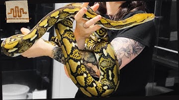 Reptile Revival Tour | The Farrelly