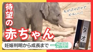 すっかり'全国的な人気者' 赤ちゃんゾウタオ お母さんゾウパールの妊娠判明からタオの成長までイッキ見