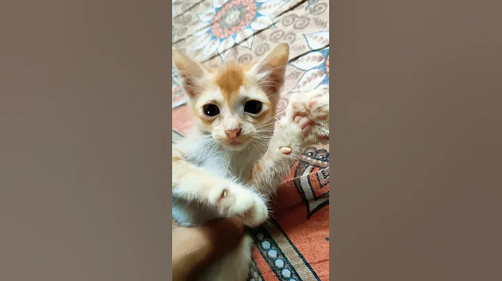 Video 3891731: funny kittens baby, kitten playing, funny cat