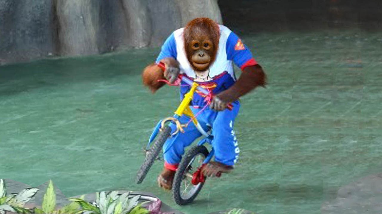 Amazing Orangutan Ride The Bicycle YouTube