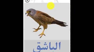 تعليم أسماء الطيور للأطفال باللغة العربية تعليم الاطفال النطق Youtube