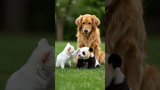 귀여운 힐링 타임, 평온한 시간, 무음, no sound, 고양이와 강아지, 팬더곰 #cat #dog #fun #kitty #Puppy #aianimal #Panda Bear