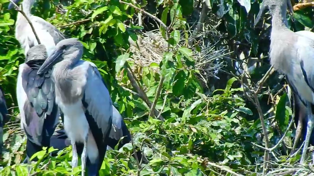 Natural crane bird forest lifestyle bird#birds #wildlife