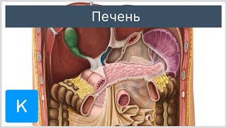 Анатомия печени - Анатомия человека | Kenhub