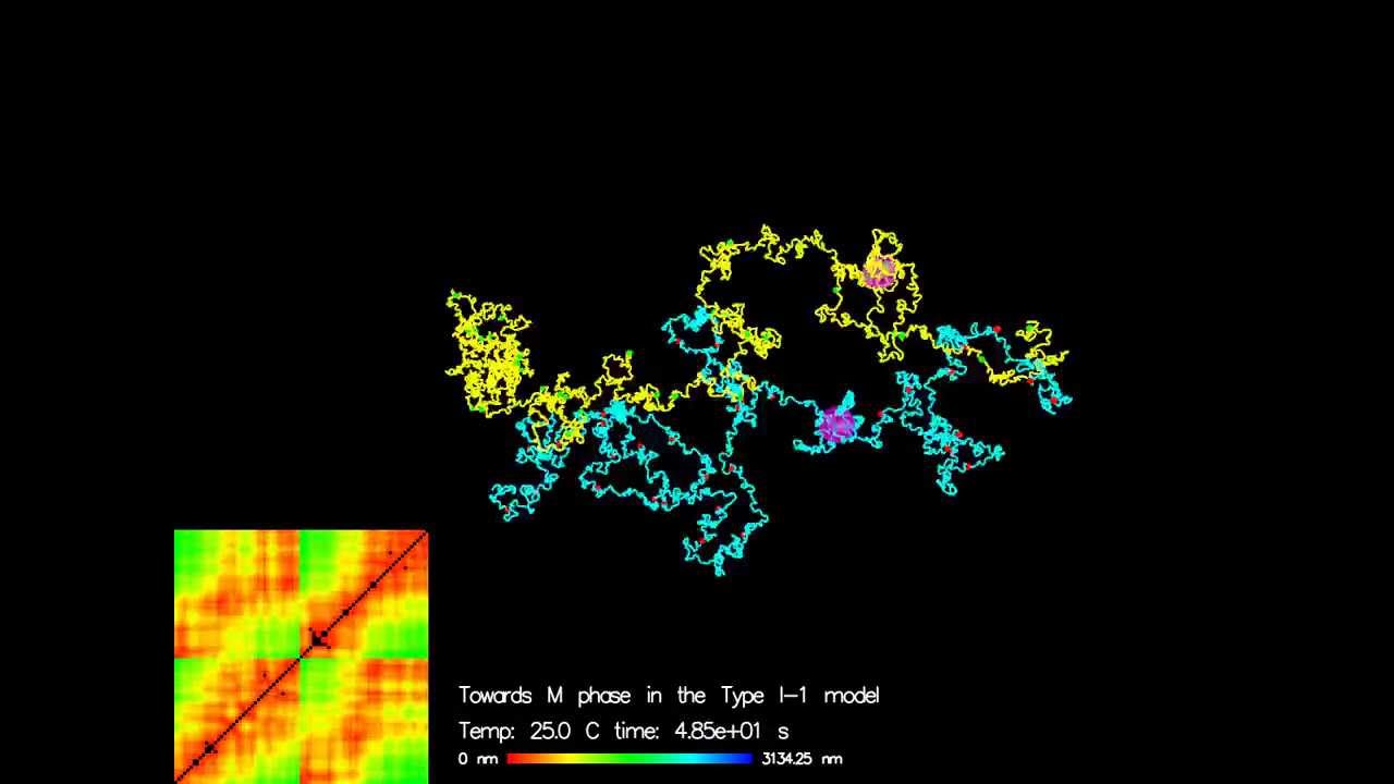 brownian-dynamics-simulation-of-two-chromatin-chains-condensation-youtube