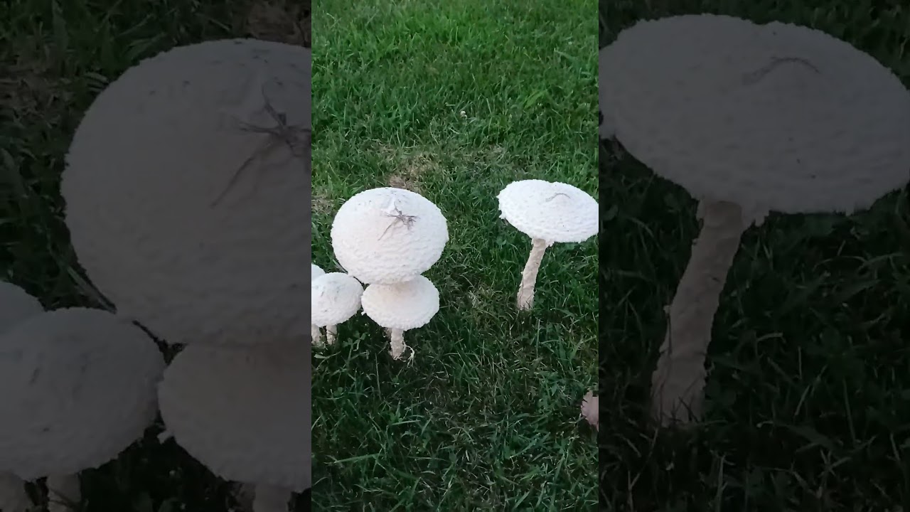 Green Spored Parasol or Lepiota Mushrooms 🍄  Poisonous